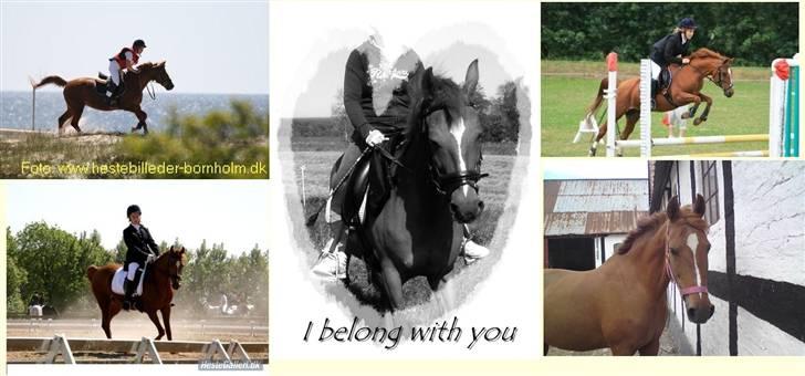 Welsh Pony (sec B) Nancy *Min bedste ven* billede 8