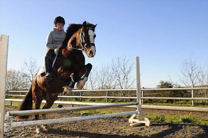 Welsh Cob (sec D) | Rytterbjergets Nico - Lukas  - springer 60cm på den dejlige FOTO; David. billede 2