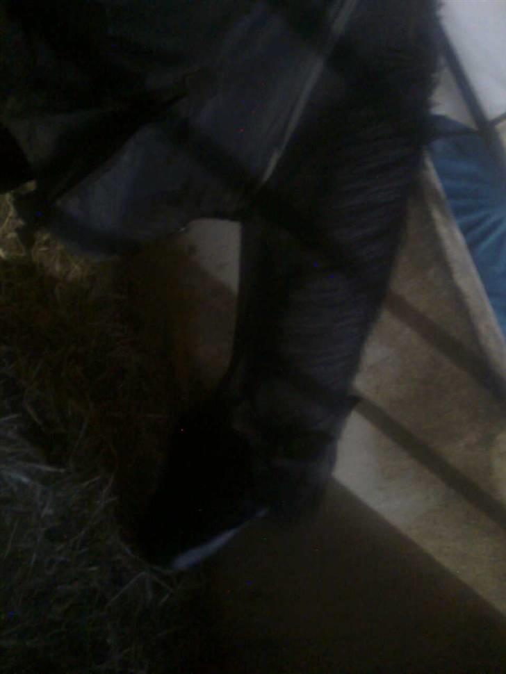 Anden særlig race Prins Løjser billede 8