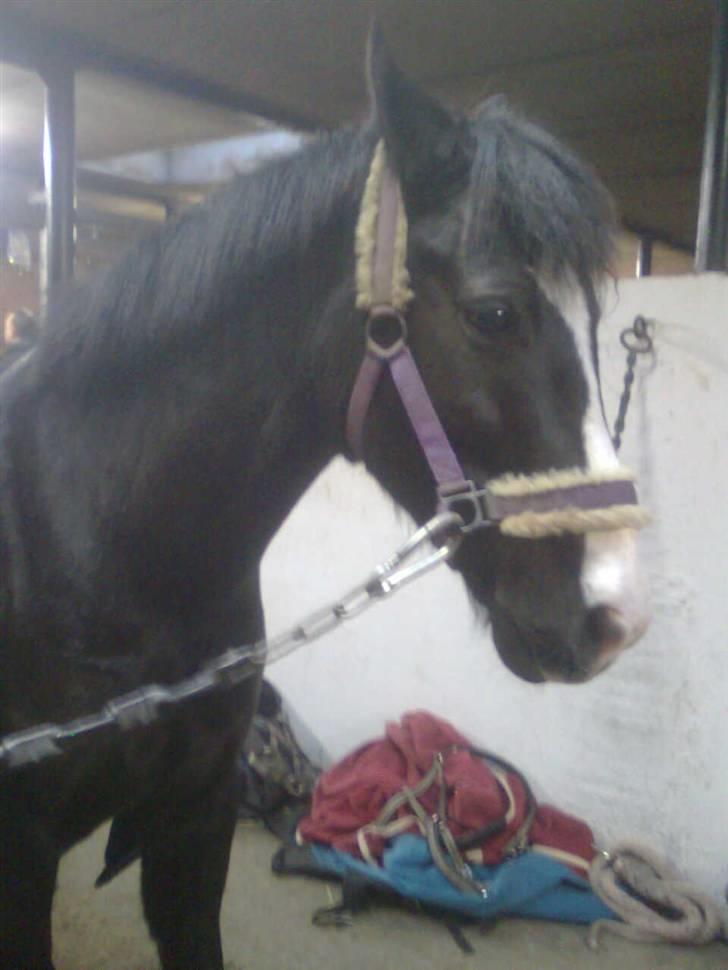 Anden særlig race Prins Løjser billede 9