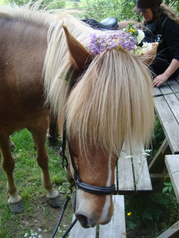 Islænder Björk Fra Porsmosen  - min smukke pnuy, med blpmster. sommeren 2009 billede 2