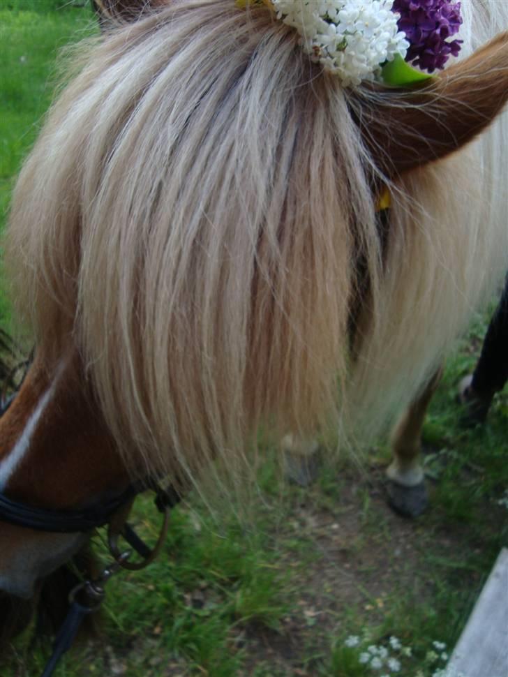 Islænder Björk Fra Porsmosen  - <3 billede 3