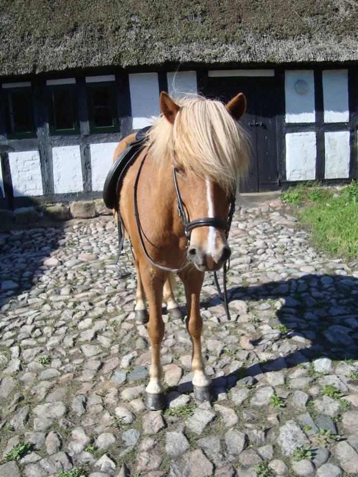Islænder Björk Fra Porsmosen  - tur til molsbjerge, sommeren 2009 billede 4