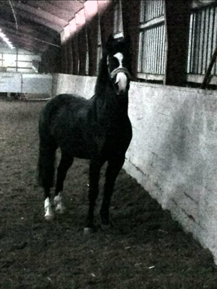 Anden særlig race Prins Løjser billede 10