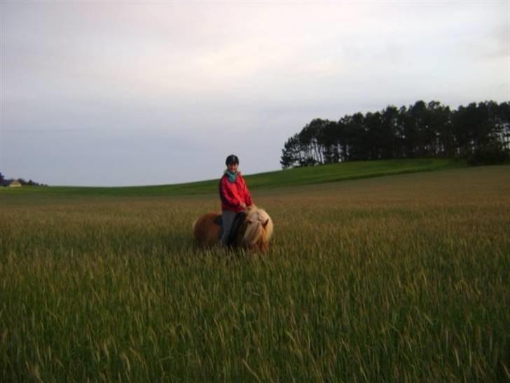 Islænder Björk Fra Porsmosen  - hov, uden i konrmarken, helgenæs 2009 billede 5