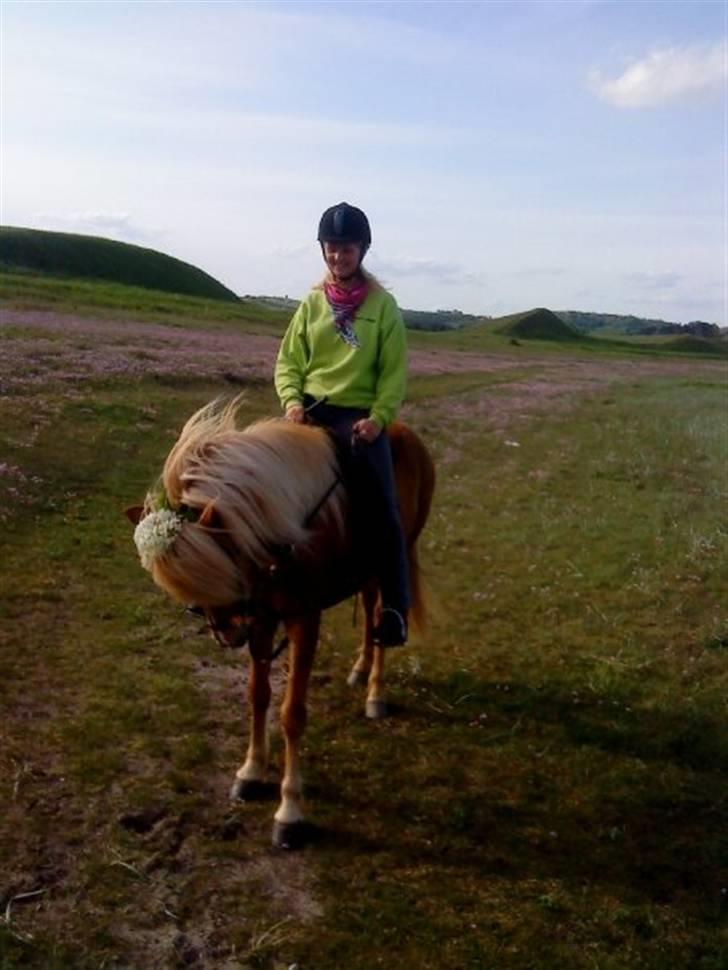 Islænder Björk Fra Porsmosen  - draget sommeren 2009 billede 6