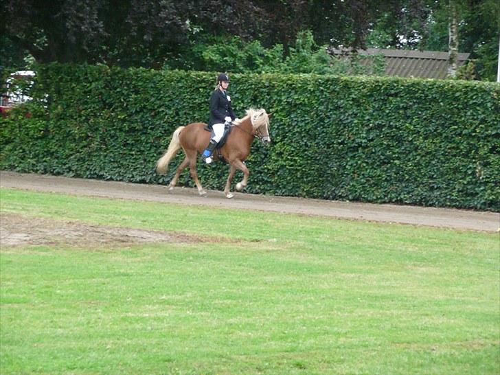 Islænder Björk Fra Porsmosen  - sydjysk mesterskab 2010 T.8  billede 7