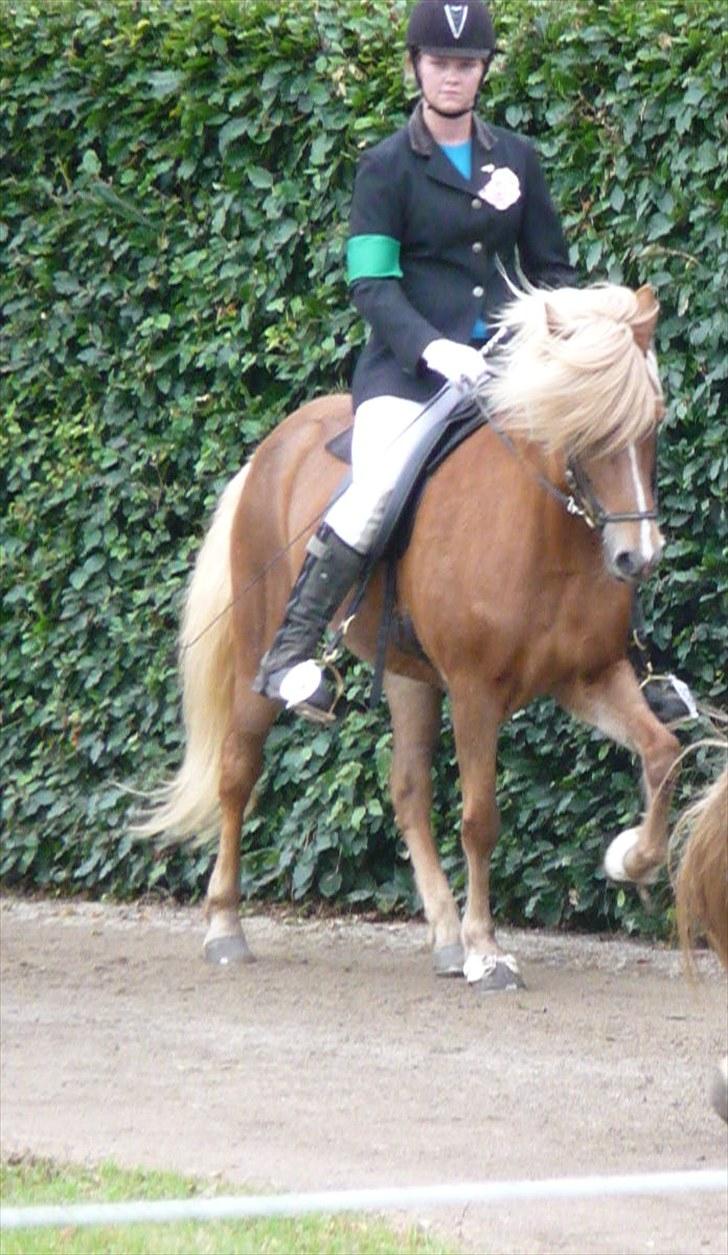 Islænder Björk Fra Porsmosen  - sydjysk mesterskab 2010 Tölt billede 8