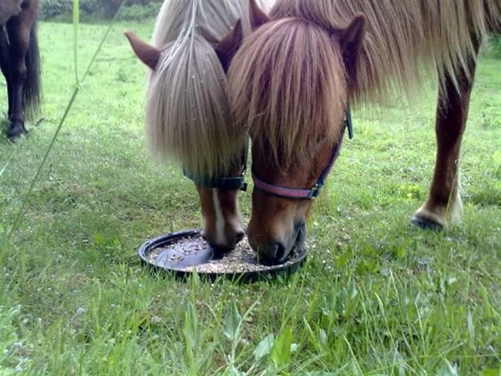 Islænder Björk Fra Porsmosen  - björks kæreste, funni. <3  billede 9