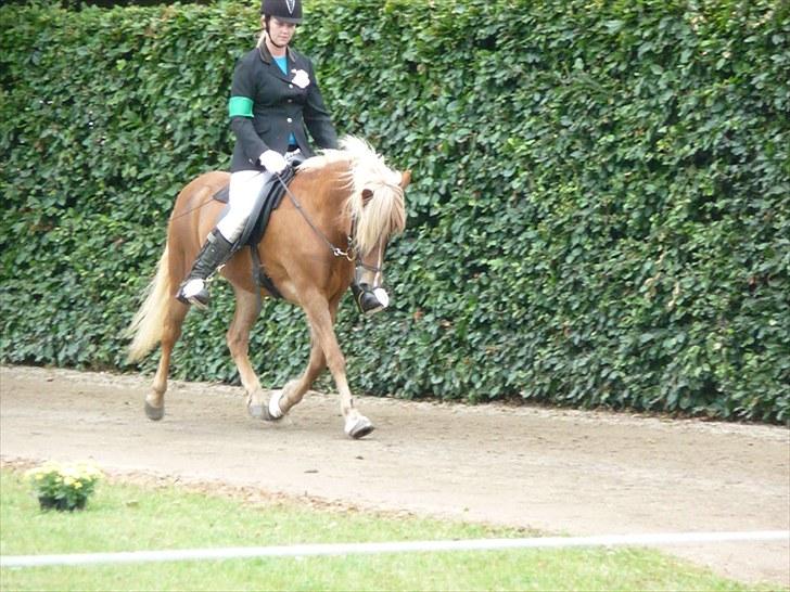 Islænder Björk Fra Porsmosen  - sydjysk mesterskab 2010 trav  billede 10