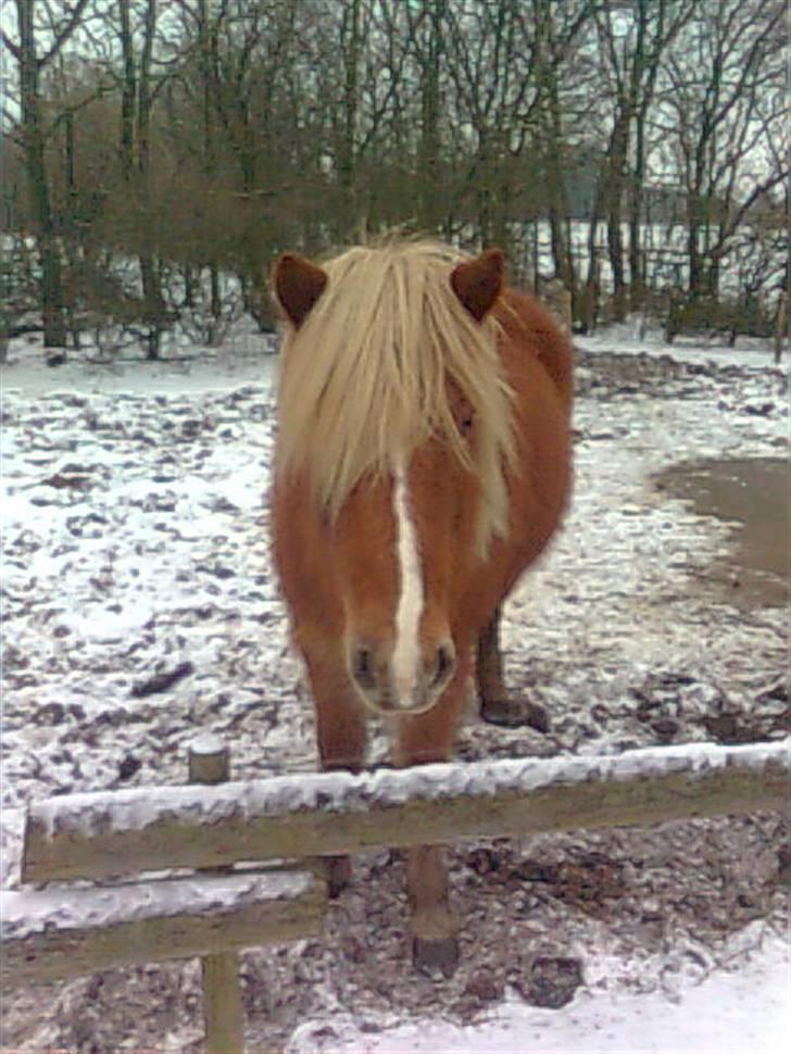 Islænder Björk Fra Porsmosen  - snevej, 2010 billede 11
