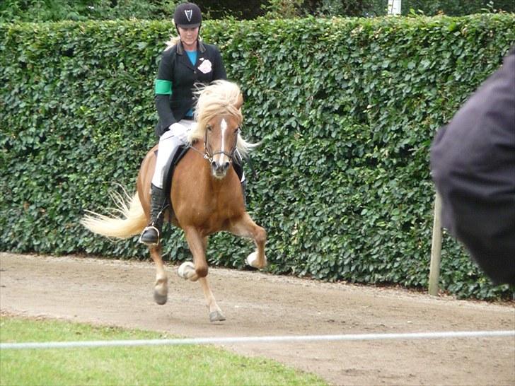 Islænder Björk Fra Porsmosen  - sydjysk mesterskab 2010 galop billede 13