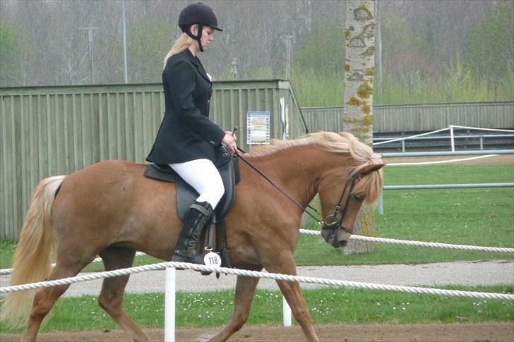 Islænder Björk Fra Porsmosen  - opvarming bededag 2010 billede 14
