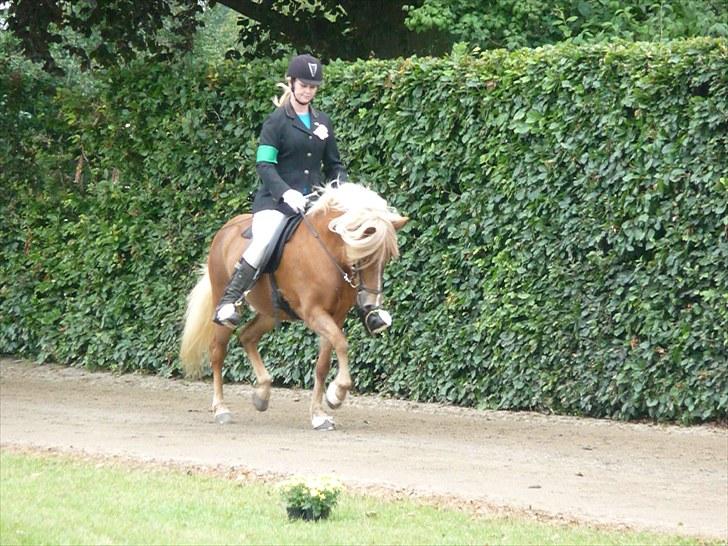Islænder Björk Fra Porsmosen  - sydjysk mesterskab 2010 trav billede 15