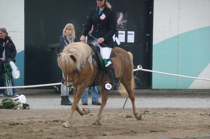 Islænder Björk Fra Porsmosen  - bededag 2010 trav  billede 18