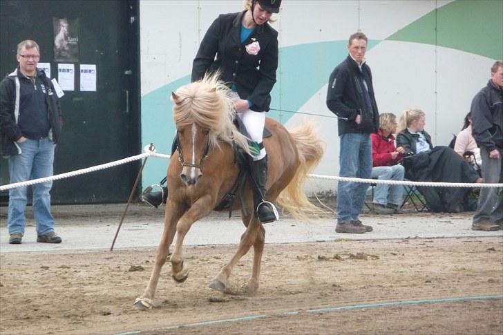 Islænder Björk Fra Porsmosen  - bededag 2010 galop billede 19