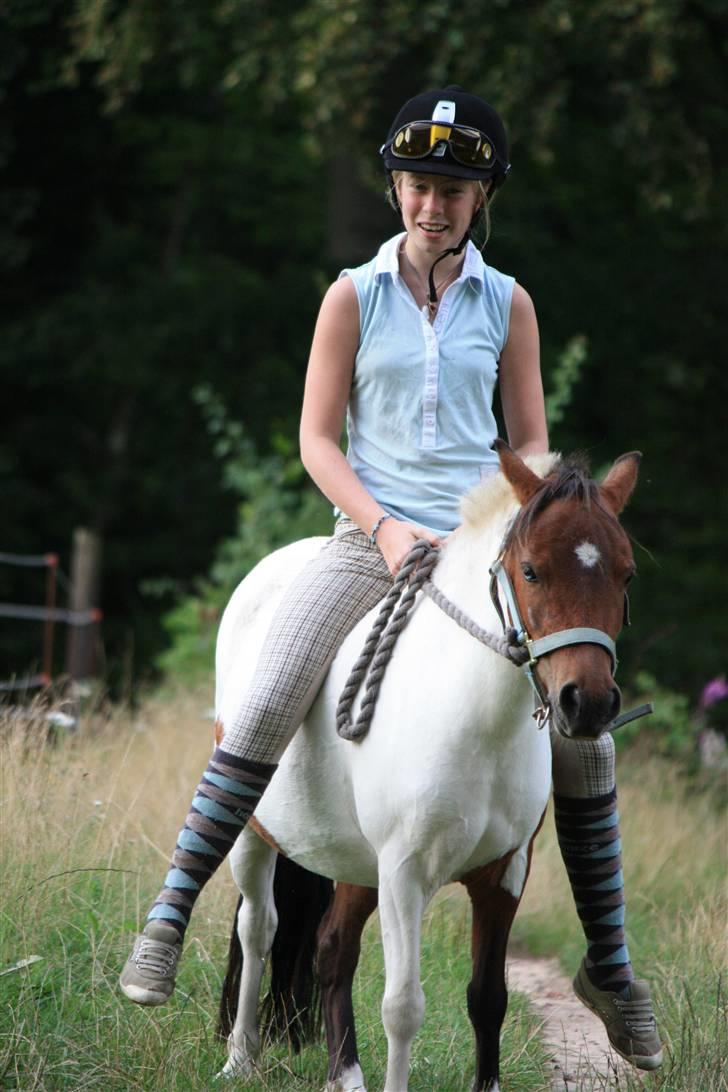 Shetlænder smilla *gamle part* <3 - et lille hygge billede fra sommeren 2009 billede 15