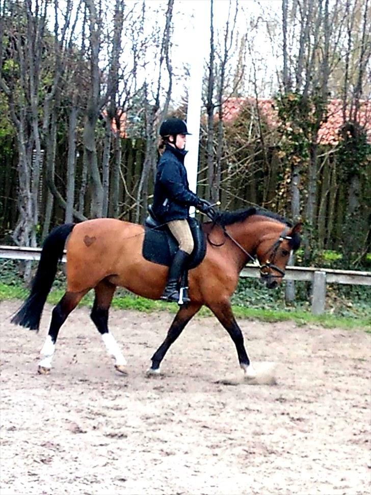 New Forest Marron (PART) - du er så perfekt :) billede 6