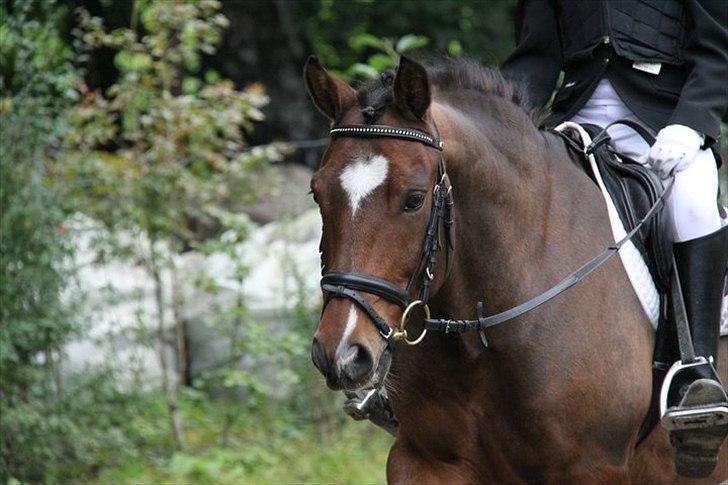 New Forest Marron (PART) - Marron til springstævne med Ellen :D billede 7