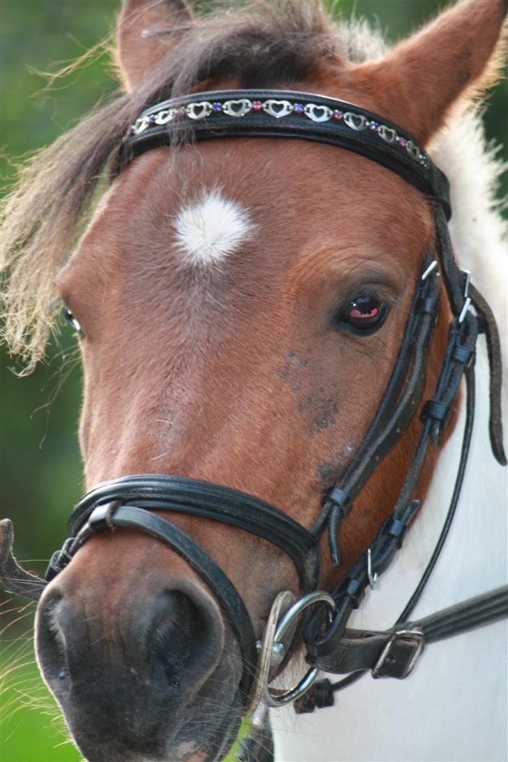 Shetlænder smilla *gamle part* <3 billede 16