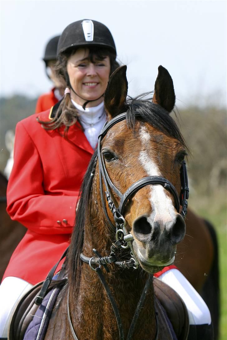 Arabisk fuldblod (OX) Sarina Isa - ct.foto Klintejagt 08 billede 1