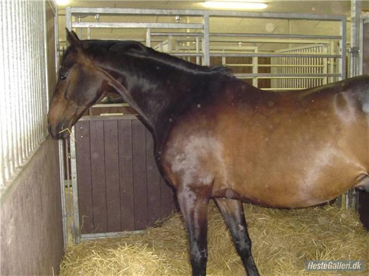 Dansk Varmblod Patou`s Speedy - Speedy sidste sommer (hos tidligere ejer) billede 1