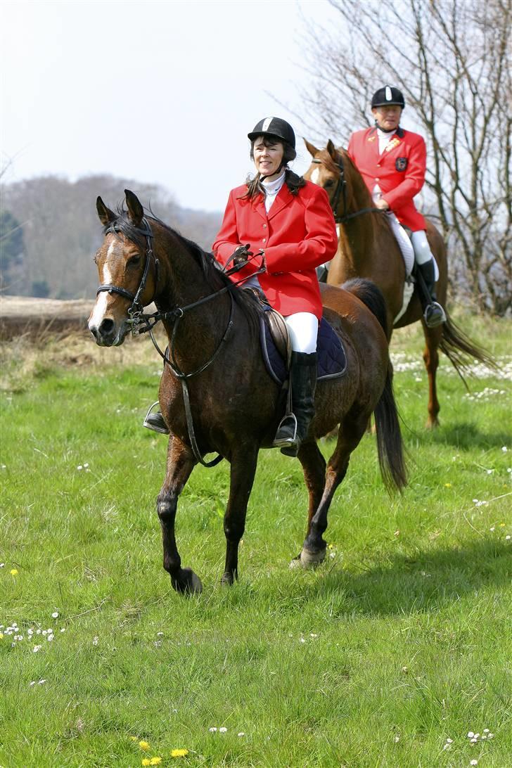 Arabisk fuldblod (OX) Sarina Isa - ct.foto Klintejagt 08 billede 2