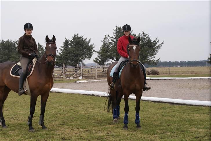 Dansk Varmblod Zaro R.I.P <3 - <3 billede 18