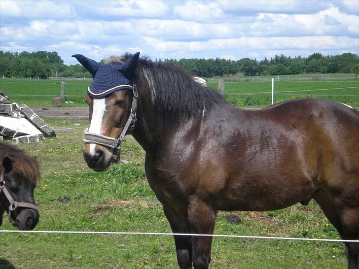 Anden særlig race Chico ( Bamse Far) Himmel pony ( savnet altid ) - ah så kan flure ikke komme i min øre billede 15