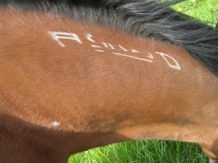 Arabisk fuldblod (OX) Sarina Isa - ox 1526 billede 3