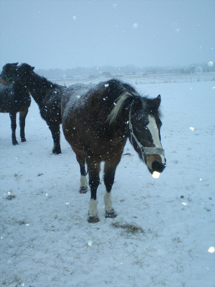 Anden særlig race Chico ( Bamse Far) Himmel pony ( savnet altid ) billede 16