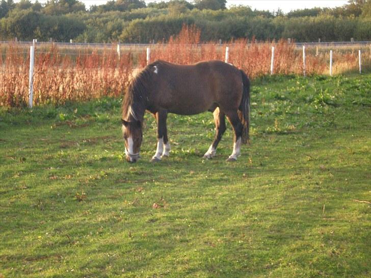 Anden særlig race Chico ( Bamse Far) Himmel pony ( savnet altid ) billede 10