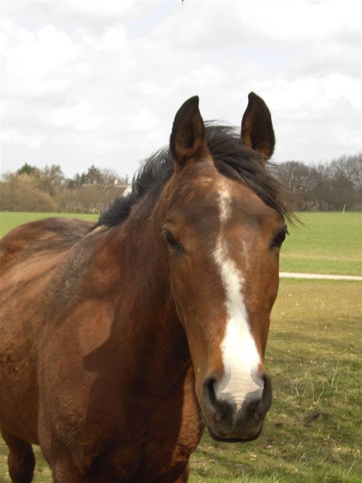 Arabisk fuldblod (OX) Sarina Isa - tidlig forår billede 4