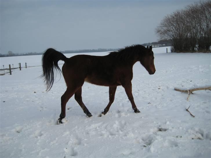 Arabisk fuldblod (OX) Sarina Isa - Vinter... billede 5