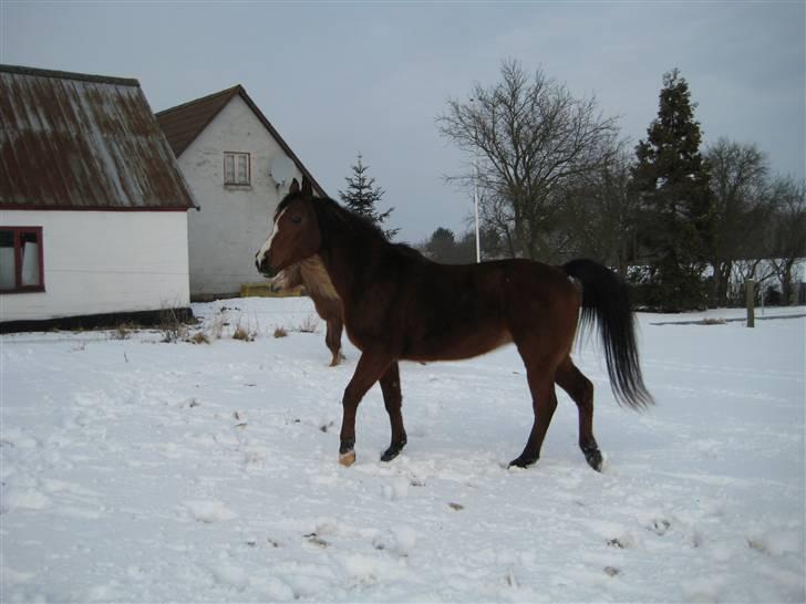 Arabisk fuldblod (OX) Sarina Isa - det er sjovt med sne billede 6