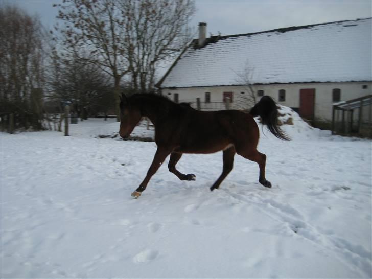 Arabisk fuldblod (OX) Sarina Isa billede 7