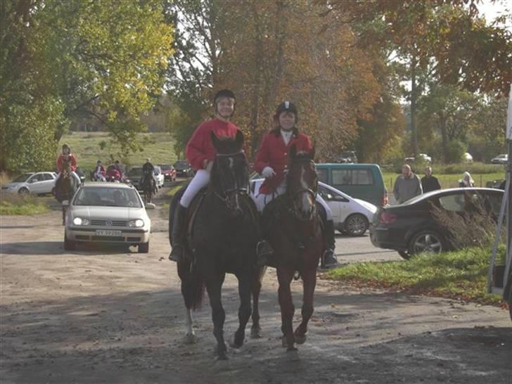 Arabisk fuldblod (OX) Sarina Isa - Hubertusjagt Marienborg billede 8