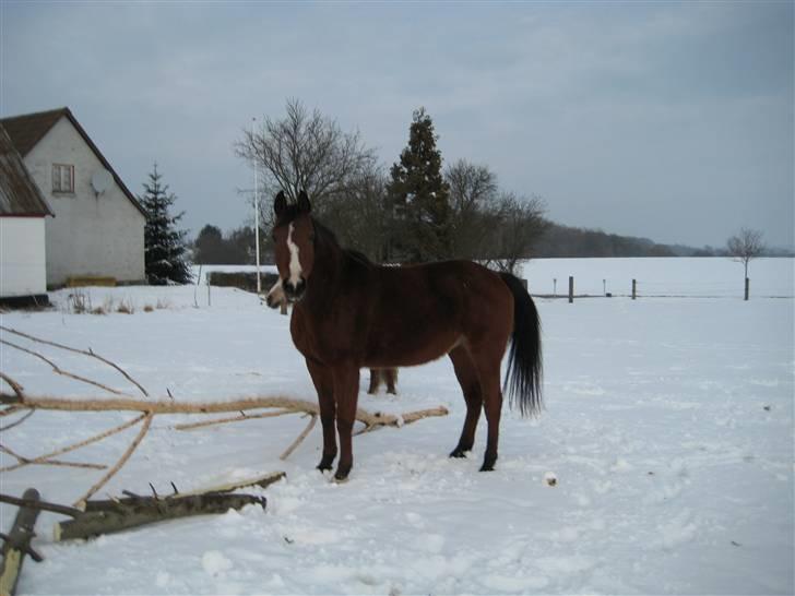 Arabisk fuldblod (OX) Sarina Isa - første sne billede 9