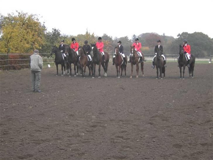 Arabisk fuldblod (OX) Sarina Isa - Kvadrilleridning billede 10