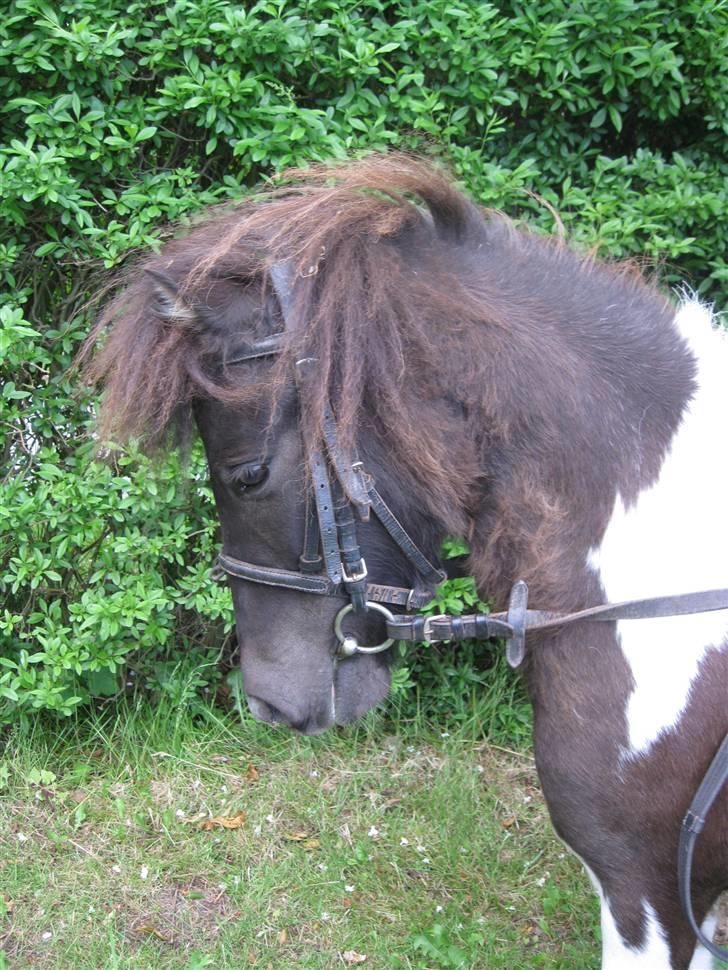 Shetlænder ' Fiona<'3 - 17* smukke fiona kan gå godt til bidet når hun vil ;) billede 17