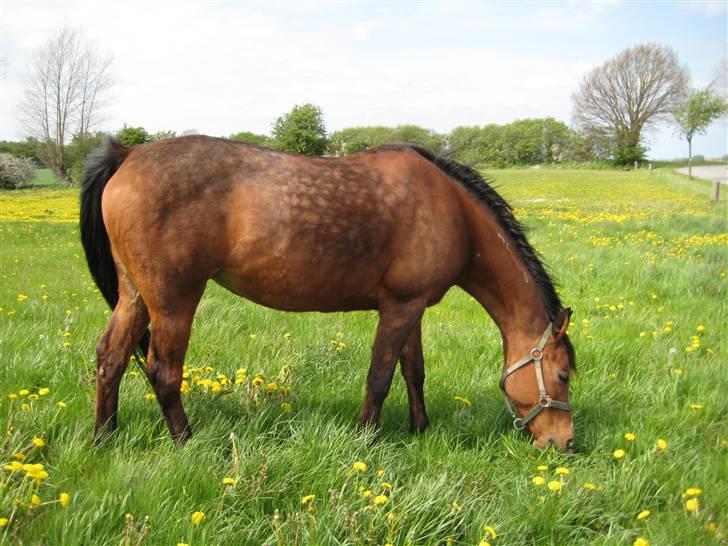 Arabisk fuldblod (OX) Sarina Isa - allerede sommerfed inden vinterpelsen er væk billede 13