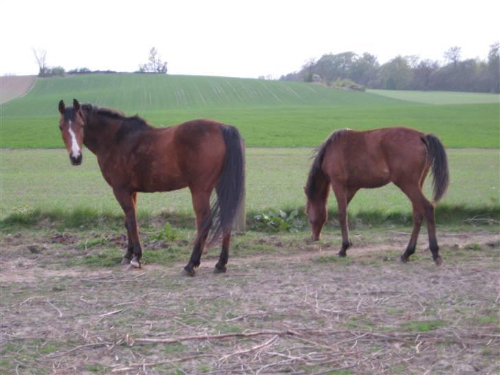 Arabisk fuldblod (OX) Sarina Isa - Hej her står jeg med Abla min nye veninde billede 14