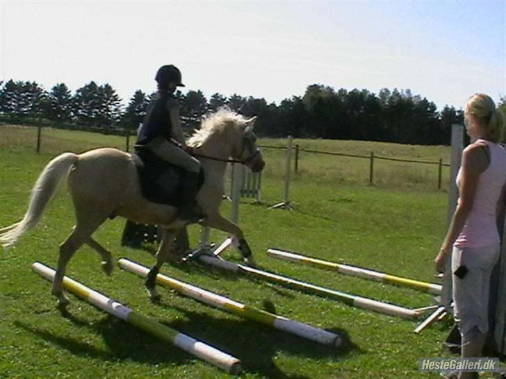 Hollandsk Sportspony Epol Star *Solgt* R.I.P - Mig og Epol springtrænnig billede 15