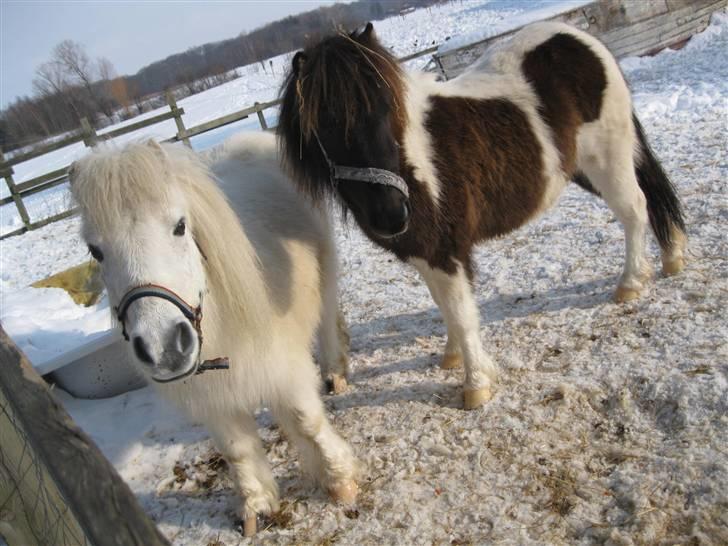 Shetlænder ' Fiona<'3 - 19* Freja og Fiona i den dejlige sne :) billede 19