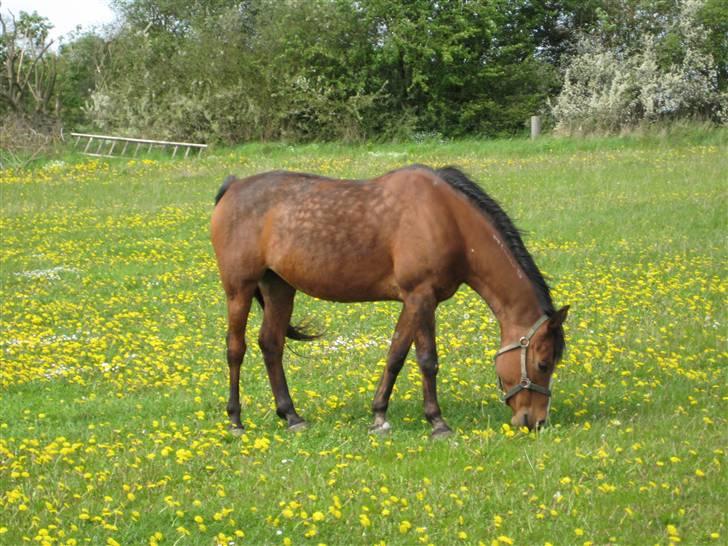 Arabisk fuldblod (OX) Sarina Isa billede 15