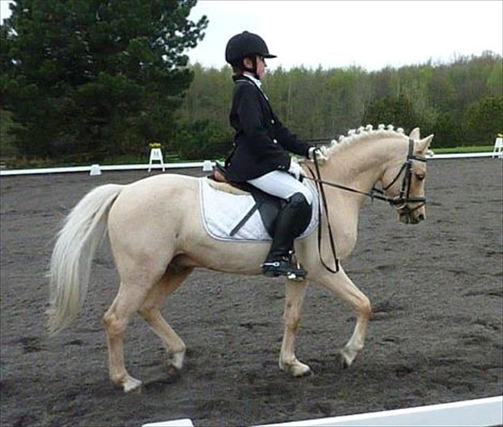 Hollandsk Sportspony Epol Star *Solgt* R.I.P - Dressur <3 :) billede 16