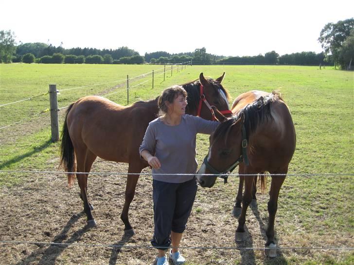 Arabisk fuldblod (OX) Sarina Isa - Her er jeg med de 2 søde, på sommerferie hos veninde billede 16