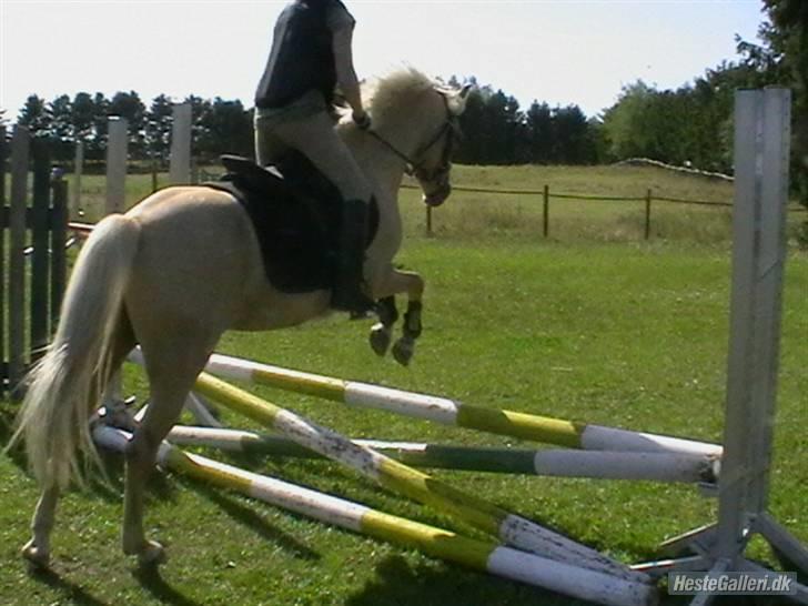 Hollandsk Sportspony Epol Star *Solgt* R.I.P - Elsker dig pony<3 billede 17