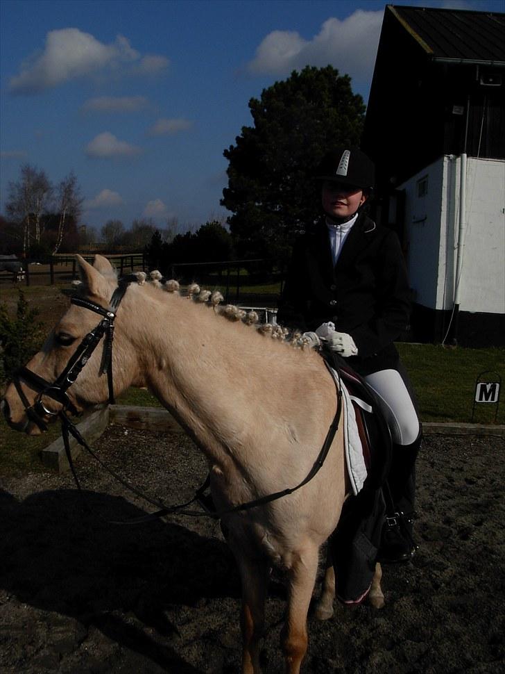 Hollandsk Sportspony Epol Star *Solgt* R.I.P - Epol Star efter stævne. Han fik en 2 plads <3 billede 18