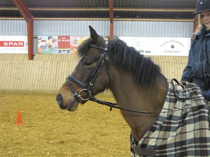 Anden særlig race Dyrkærgårds Atlantis - Så lækker han er! fotograf mor billede 7